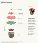 Weihnachtsstern im Topf – STL & 3MF – Ansicht 4